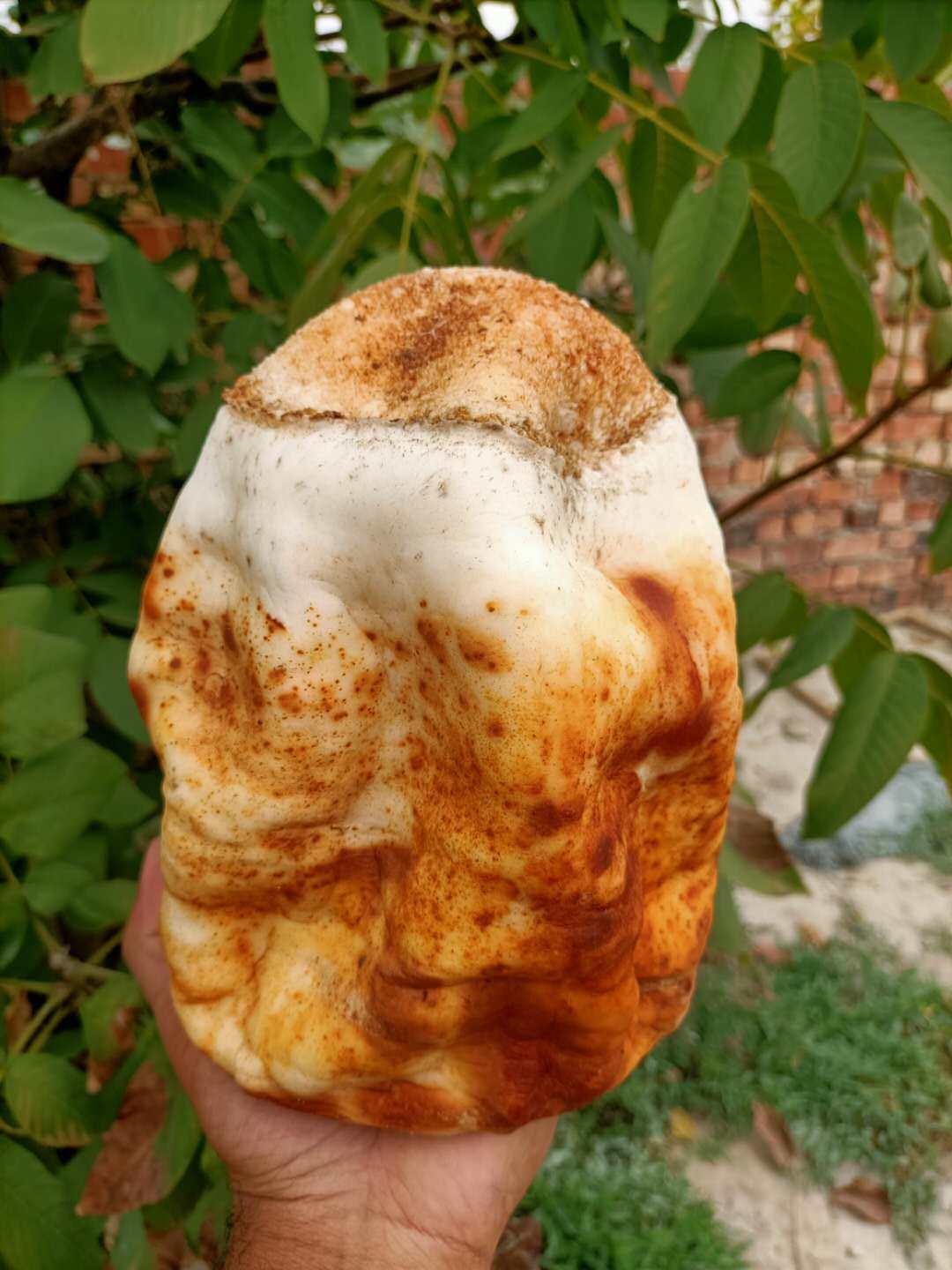 太岁昆仑山精品黄皮灵芝整体活体野生58斤漂亮灵芝制品