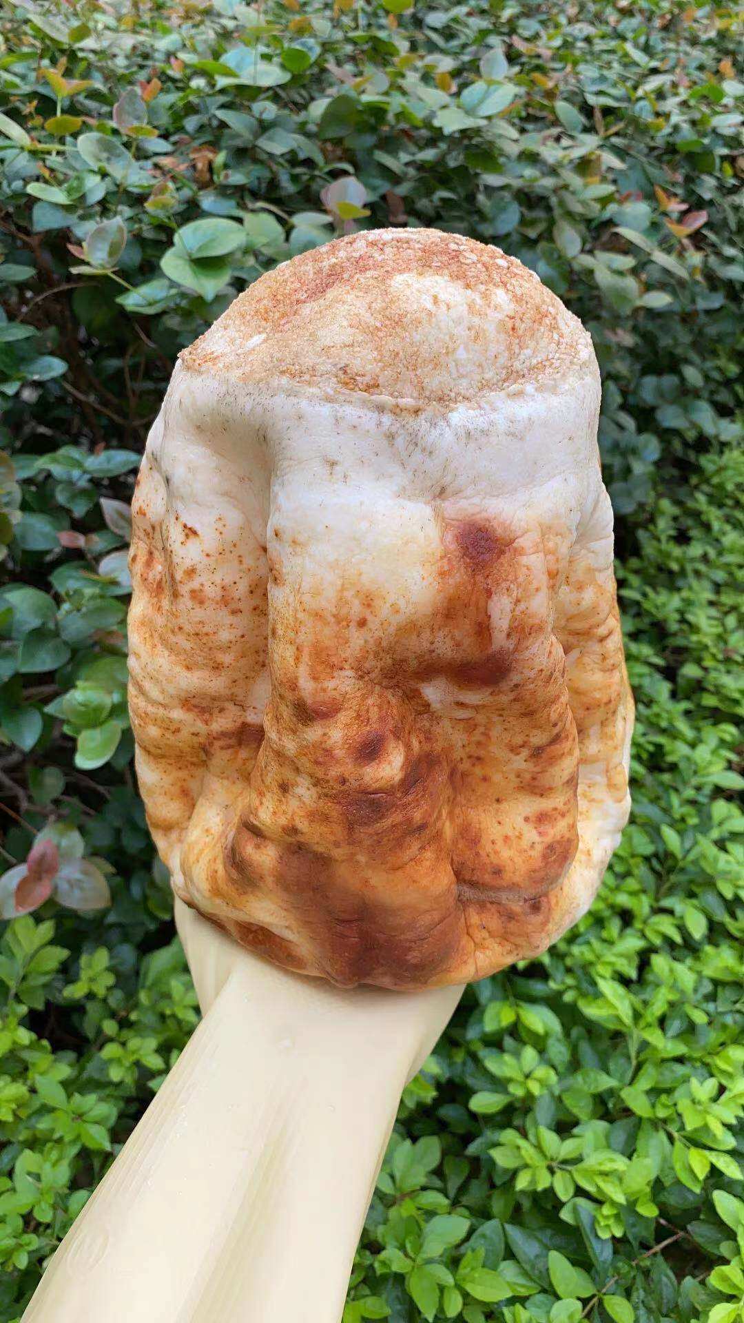 太岁昆仑山精品黄皮灵芝整体活体野生58斤漂亮灵芝制品