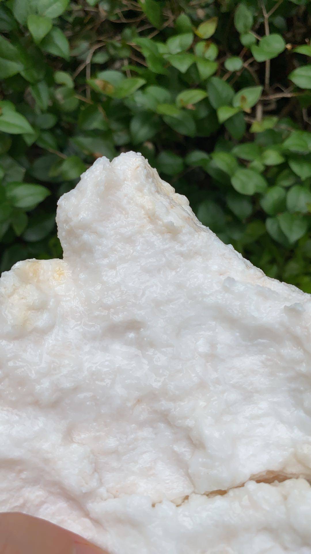 纯天然特级高品质灵芝长白山太岁石太岁溶洞野生纯野灵芝制品