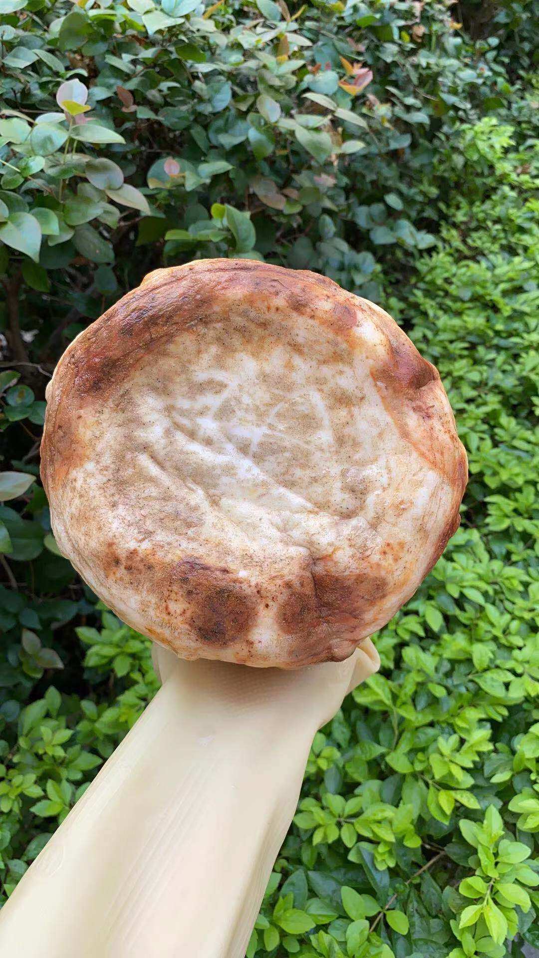 太岁昆仑山精品黄皮灵芝整体活体野生58斤漂亮灵芝制品