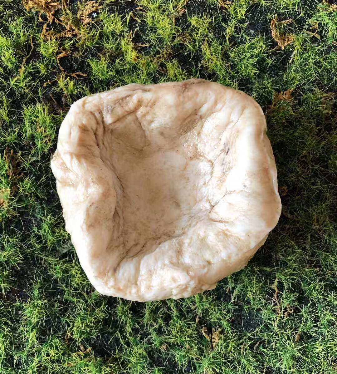 太岁千年精品老肉灵芝活体野生整体470克皮特灵芝制品