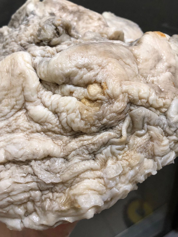 灵芝的功效与作用灵芝怎么吃_太岁肉灵芝口服液有什么作用_肉灵芝的