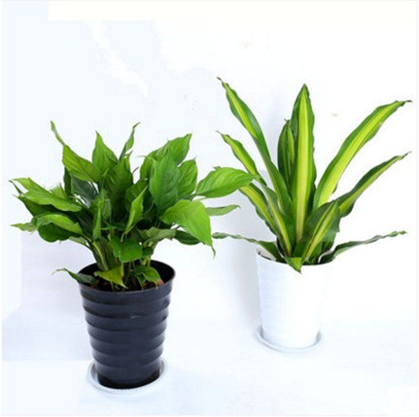 客厅绿植绿巨人龙铁树盆栽大龙须树螺纹铁巴大型绿植