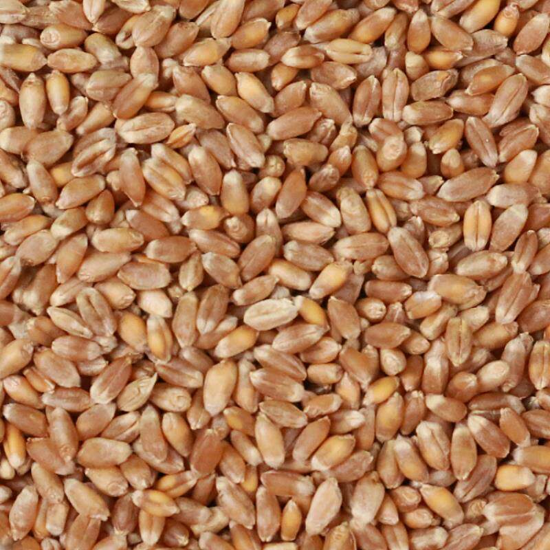 小麦10斤装粮食鸟粮鸽子酿酒麦粒带皮2020年东北其它粮食