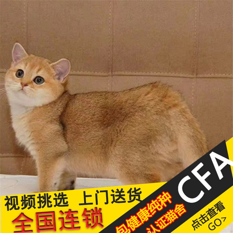 英国短毛猫金渐层活体 家养猫咪宠物猫纯种渐层英短幼猫活体出售