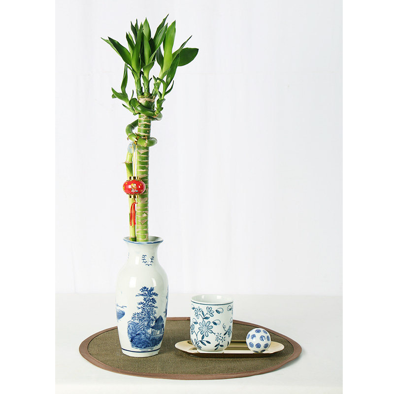 盘龙龙竹富贵竹带根水培植物转运开运竹子风水绿植