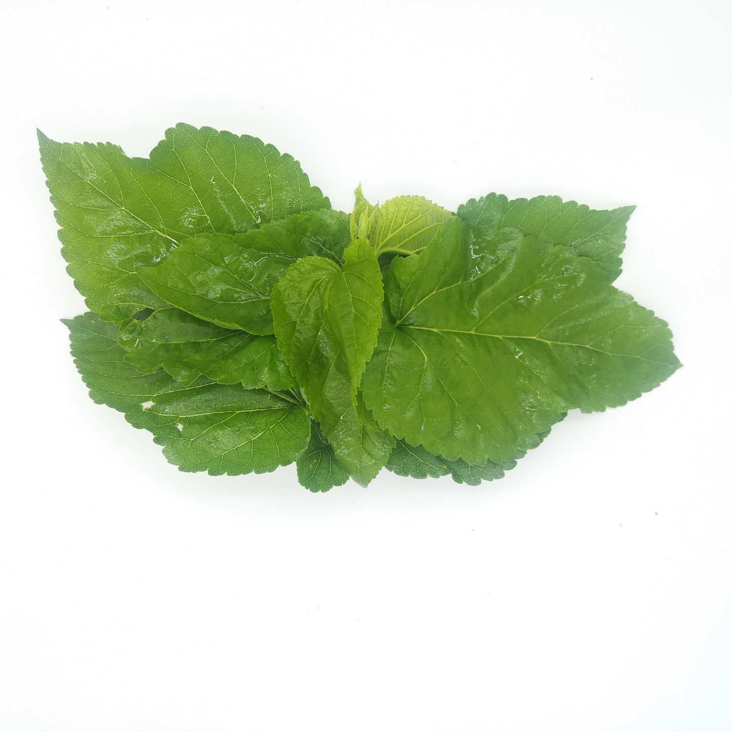 蚕宝宝新鲜桑叶食用天然养蚕蚕桑树叶当天采摘蚕宝宝