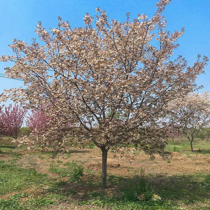 樱花正宗日本晚樱早樱染井吉野樱花树树苗南北方时令草本花卉