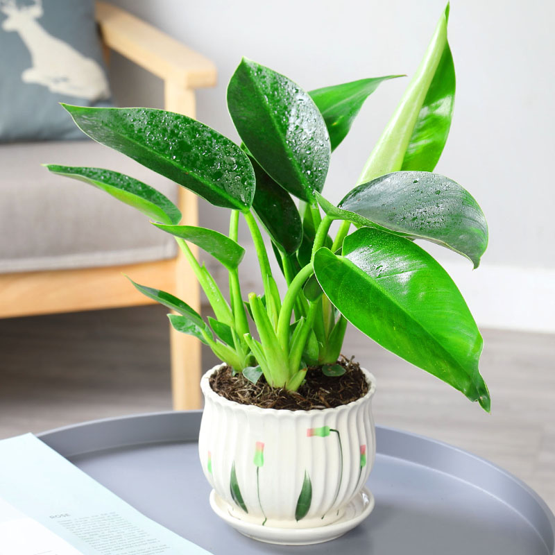 大叶金钻绿植盆栽绿钻水培植物室内外甲醛净化空气绿植