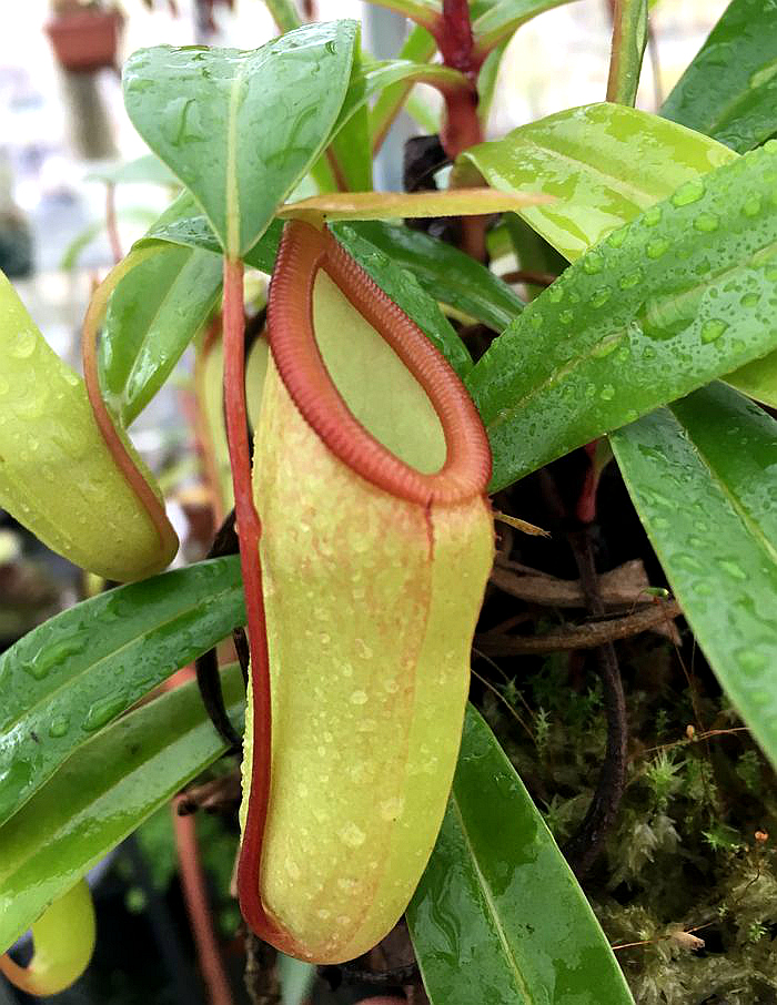 葫芦疑惑猪笼草食虫植物漂亮亮可爱的笼子ventricosa绿植