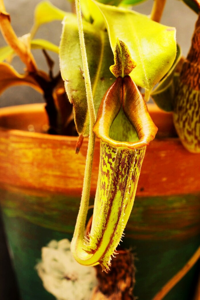 绅士猪笼草食虫植物盆栽花卉食人大型超大室内绿植