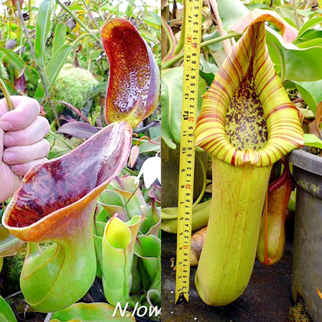 劳氏x宝特(大花唇)猪笼草梦幻交种lowii x truncata (c) giant-mc母婴