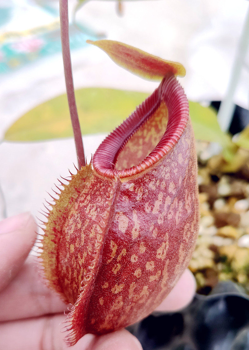 马兜铃交钩猪笼草食虫植物可爱笼子aristolochioideshamata绿植