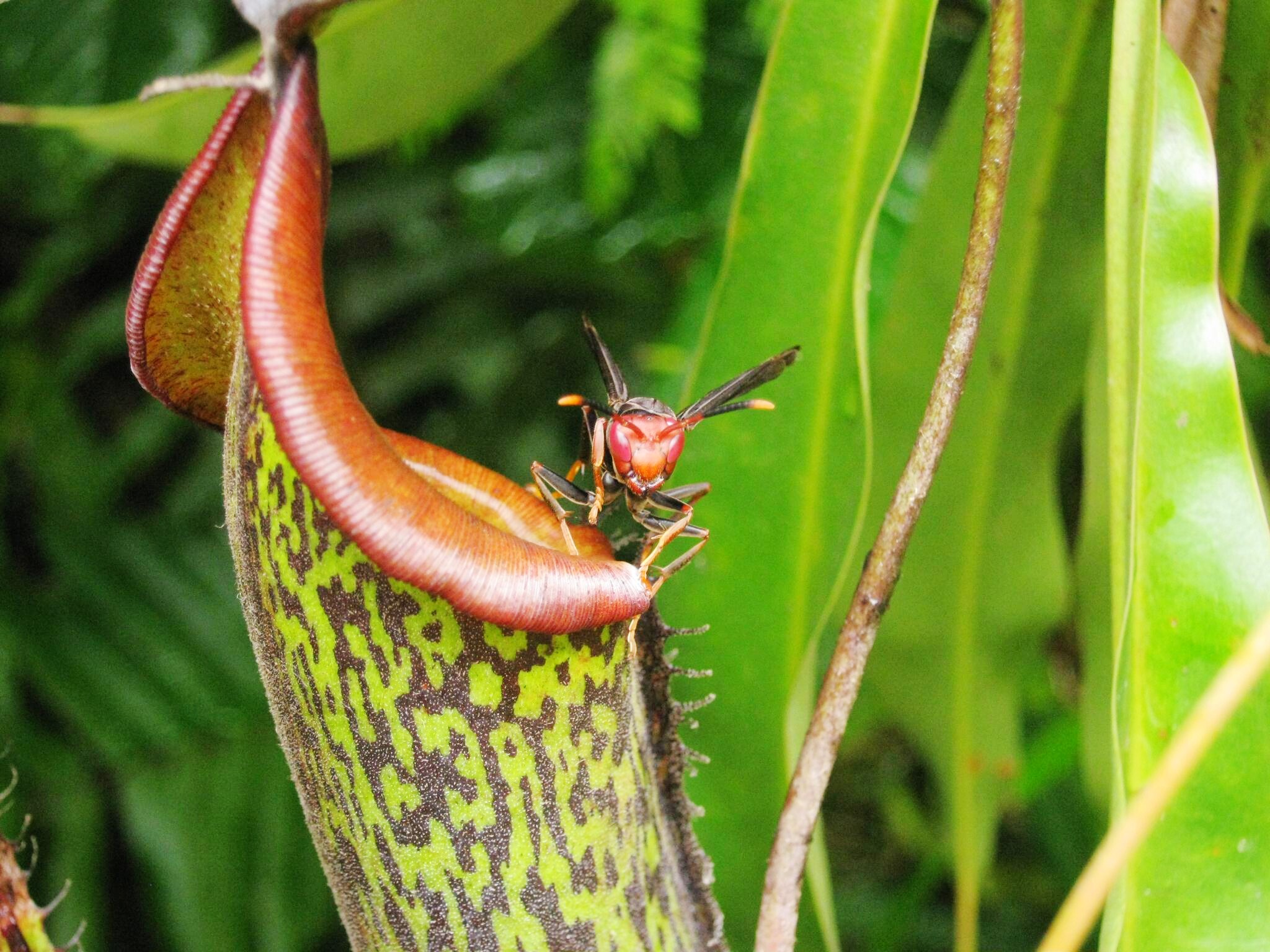 绅士猪笼草食虫植物盆栽花卉食人大型超大室内绿植