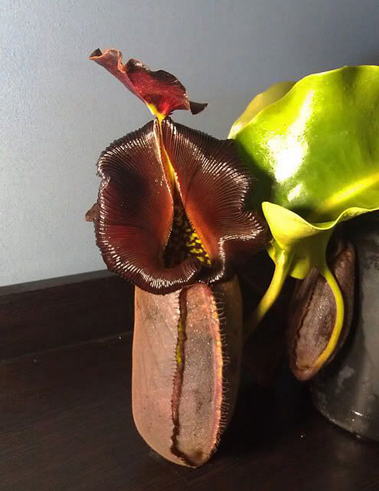 黑宝猪笼草食虫植物漂亮亮可爱的笼子稀有梦幻绿植