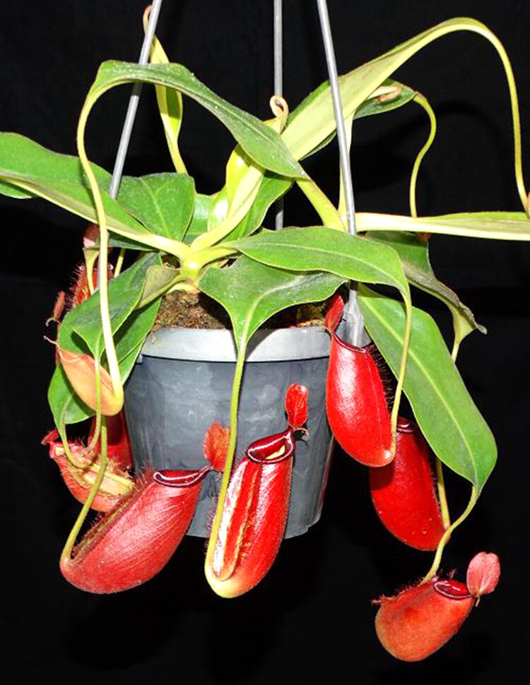 黑宝特交红苹果猪笼草食虫植物低地高地品种非常绿植