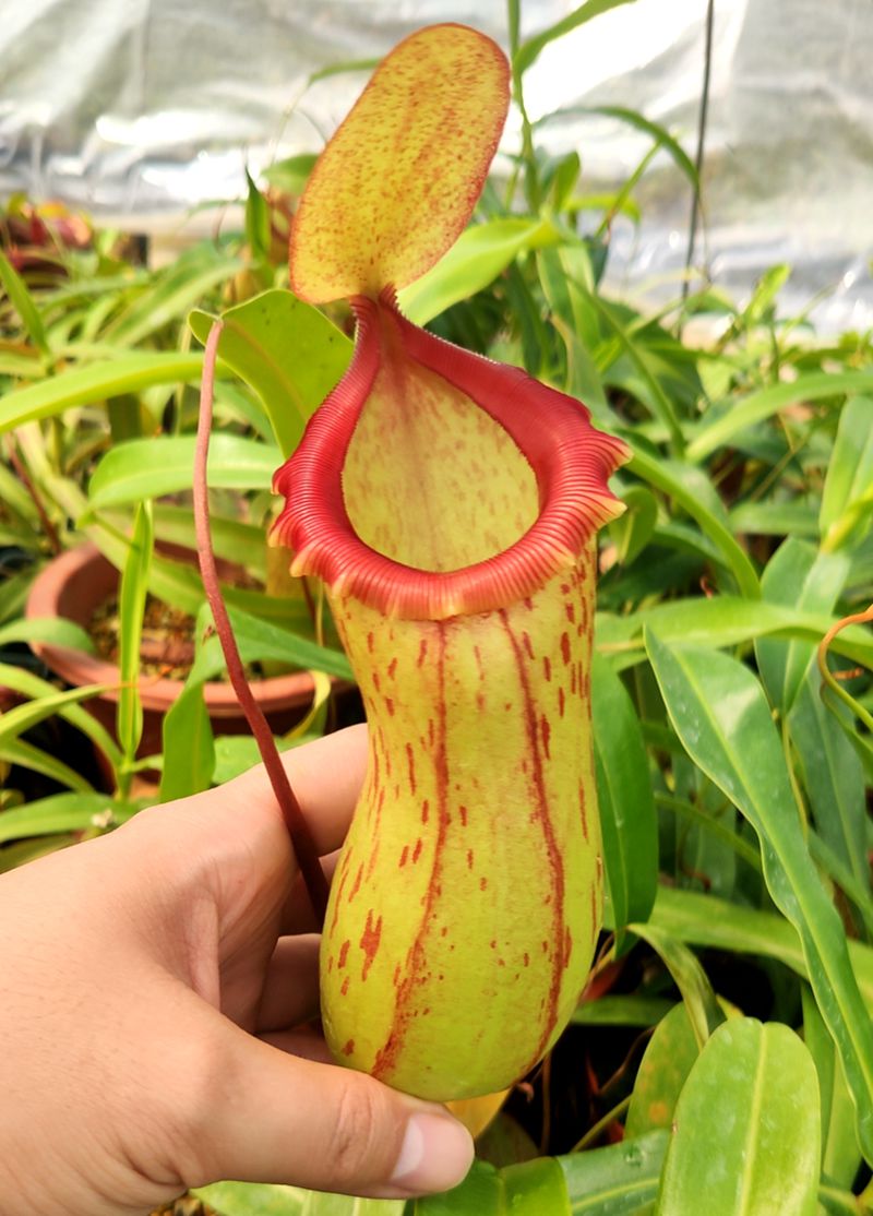 太平洋猪笼草葫芦卓越包邮花卉盆栽食虫植物绿植