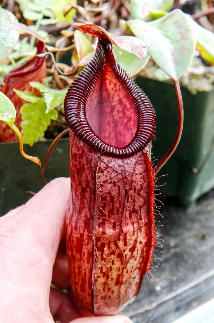 辛布亚交钩唇猪笼草食虫植物低地高地品种非常绿植