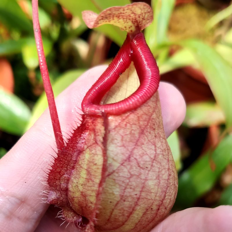 葫芦维京海盗猪笼草食虫植物低地ventricosaviking母花绿植