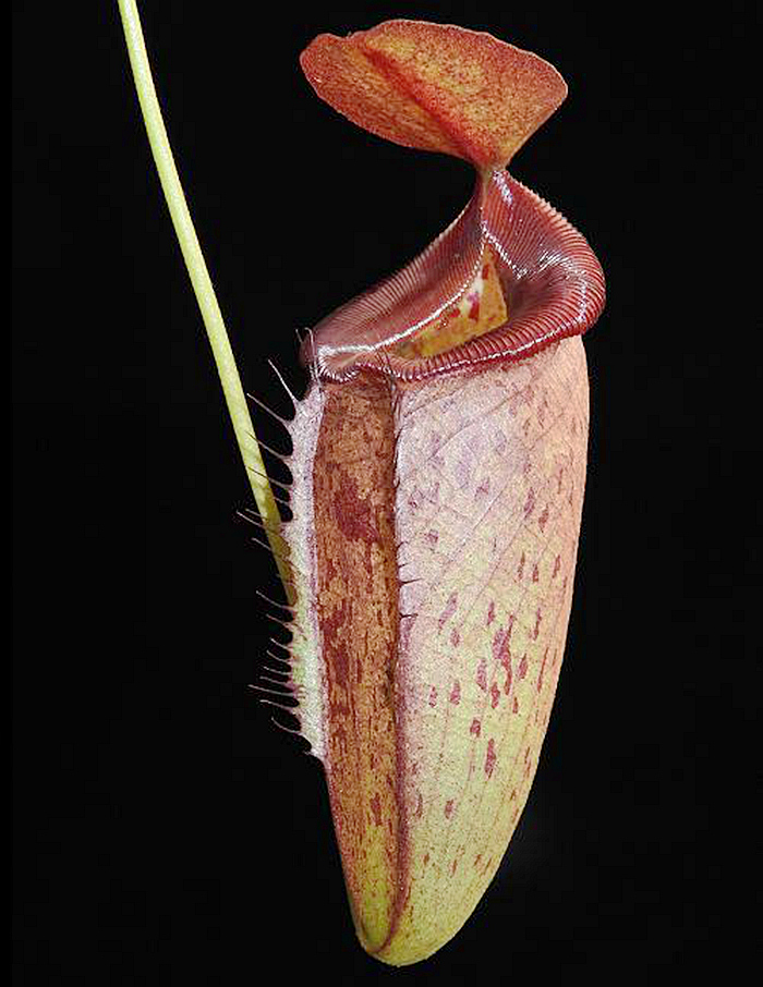 黑宝特交细猪猪笼草食虫植物可爱爱的笼子robcantleyi绿植