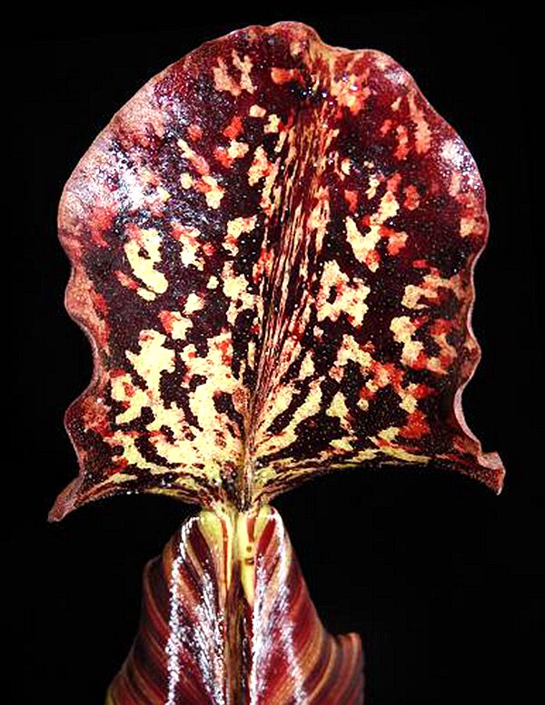 斑豹维奇劳氏猪笼草梦幻burbidgeaeveitchiilowii绿植