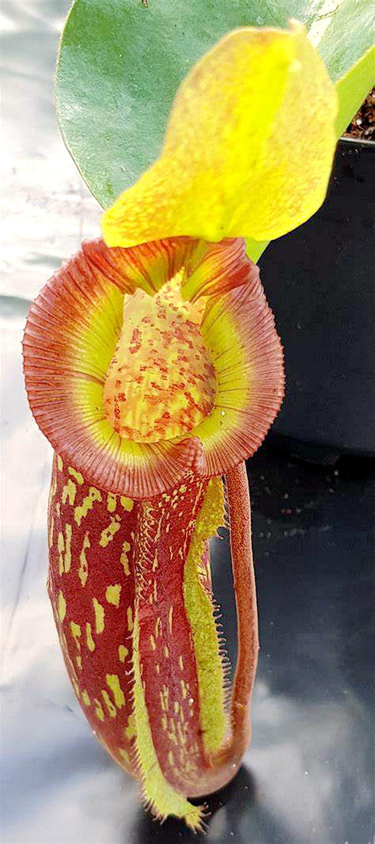 大猪交tm猪笼草食虫植物低地高地品种非常可爱漂亮的笼子_双氙车灯改