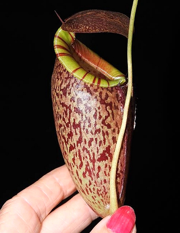 显目细猪猪笼草食虫植物漂亮可爱笼子稀有spectabilis绿植