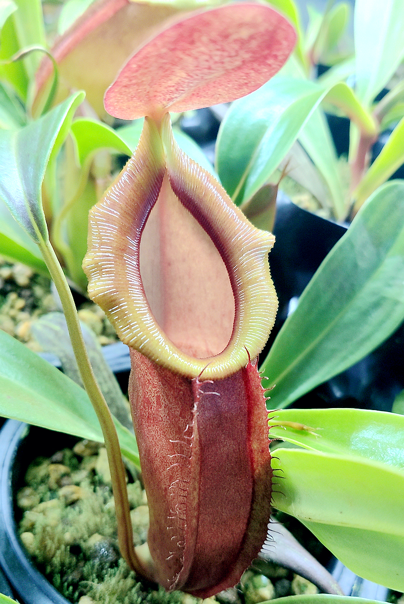 匙叶交细spathulatatenuis猪笼草食虫植物漂亮可爱笼子绿植