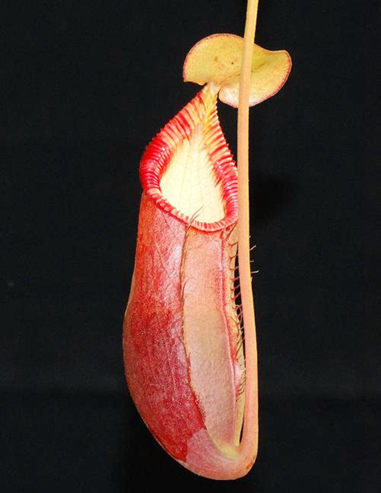 上位猪笼草食虫植物低地高地品种非常可爱漂亮的笼子稀有be