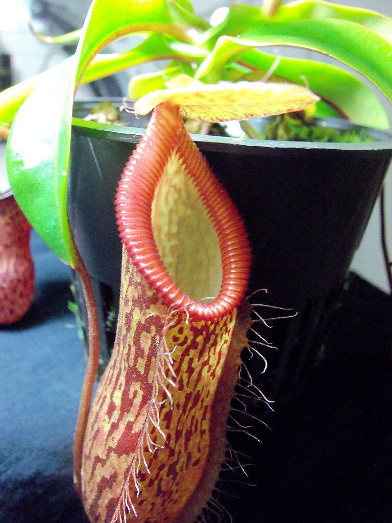 布凯交钩唇猪笼草食虫植物低地高地品种非常可爱绿植