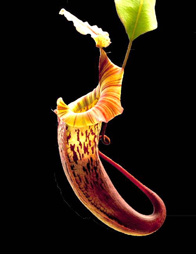 维奇交圣杯猪笼草食虫植物低地高地品种非常可爱绿植