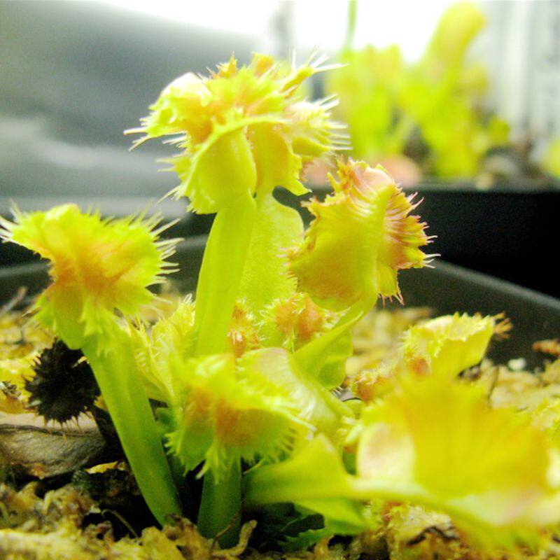 食虫植物--圆齿捕蝇草【直立贝壳捕蝇草】新春特价食虫草