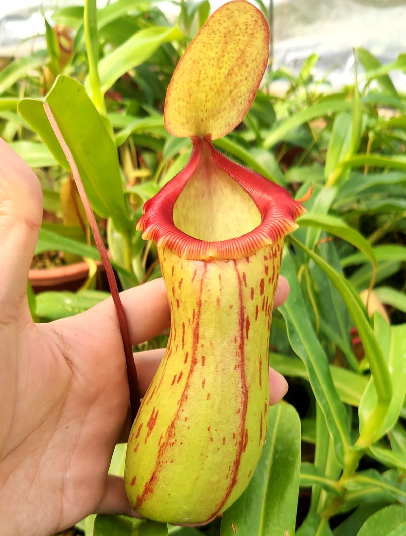 太平洋猪笼草葫芦卓越包邮花卉盆栽食虫植物绿植