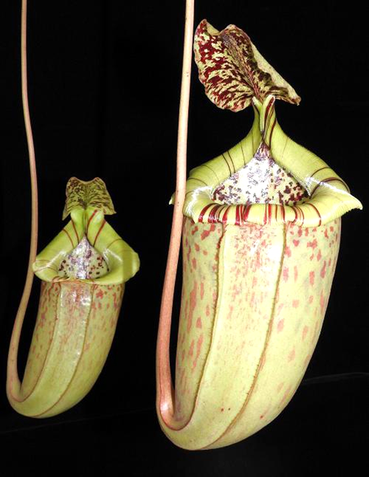 斑豹交辛布亚猪笼草食虫植物非常可爱burbidgeaesibuyanensis绿植