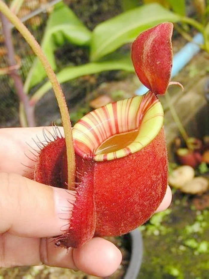 盆栽食虫植物维京海盗红苹果猪笼草低地品种非常绿植