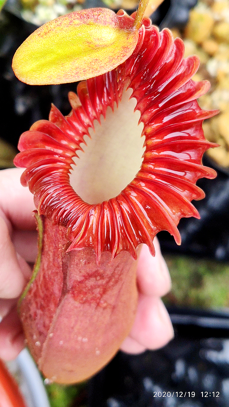 爱德华猪笼草食虫植物低地高地品种非常漂亮笼子稀有edwardsiana