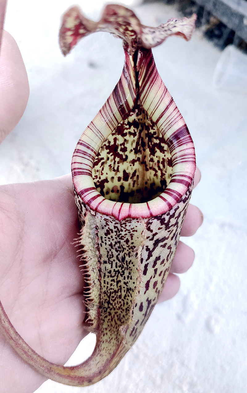 斑豹猪笼草食虫植物高地品种非常可爱激萌漂亮绿植