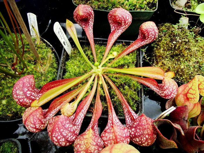 盆栽食虫植物鹦鹉瓶子可爱爱好非常绿植