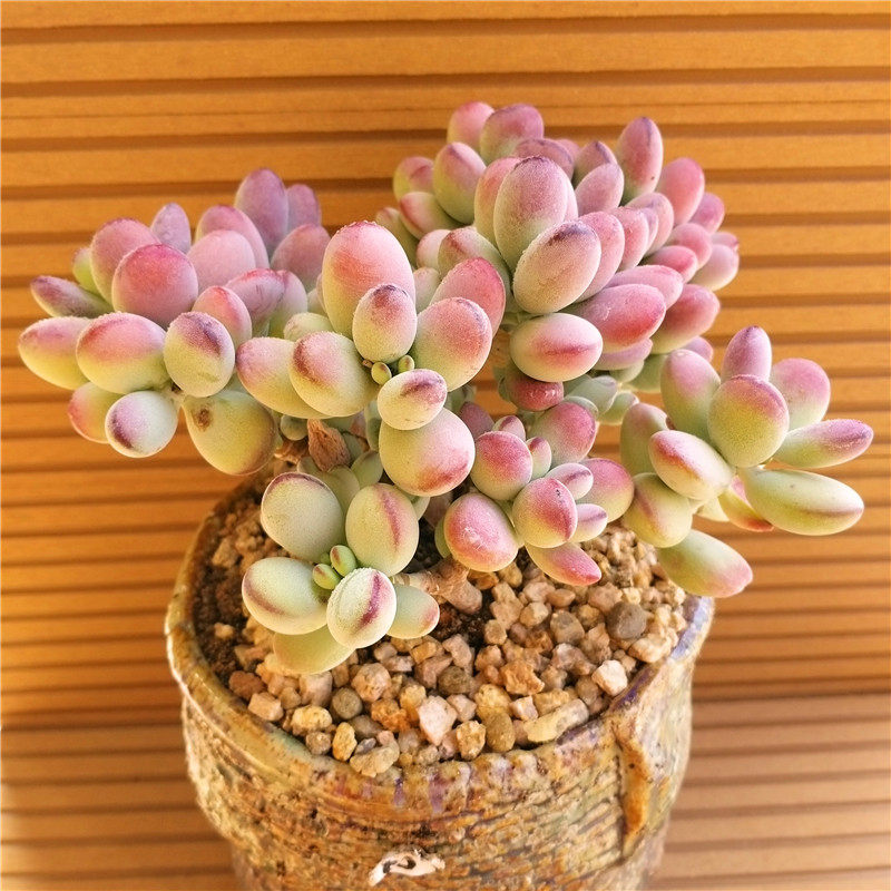 多肉一物一拍迎多韩国进口乒乓福娘大群老桩多肉植物