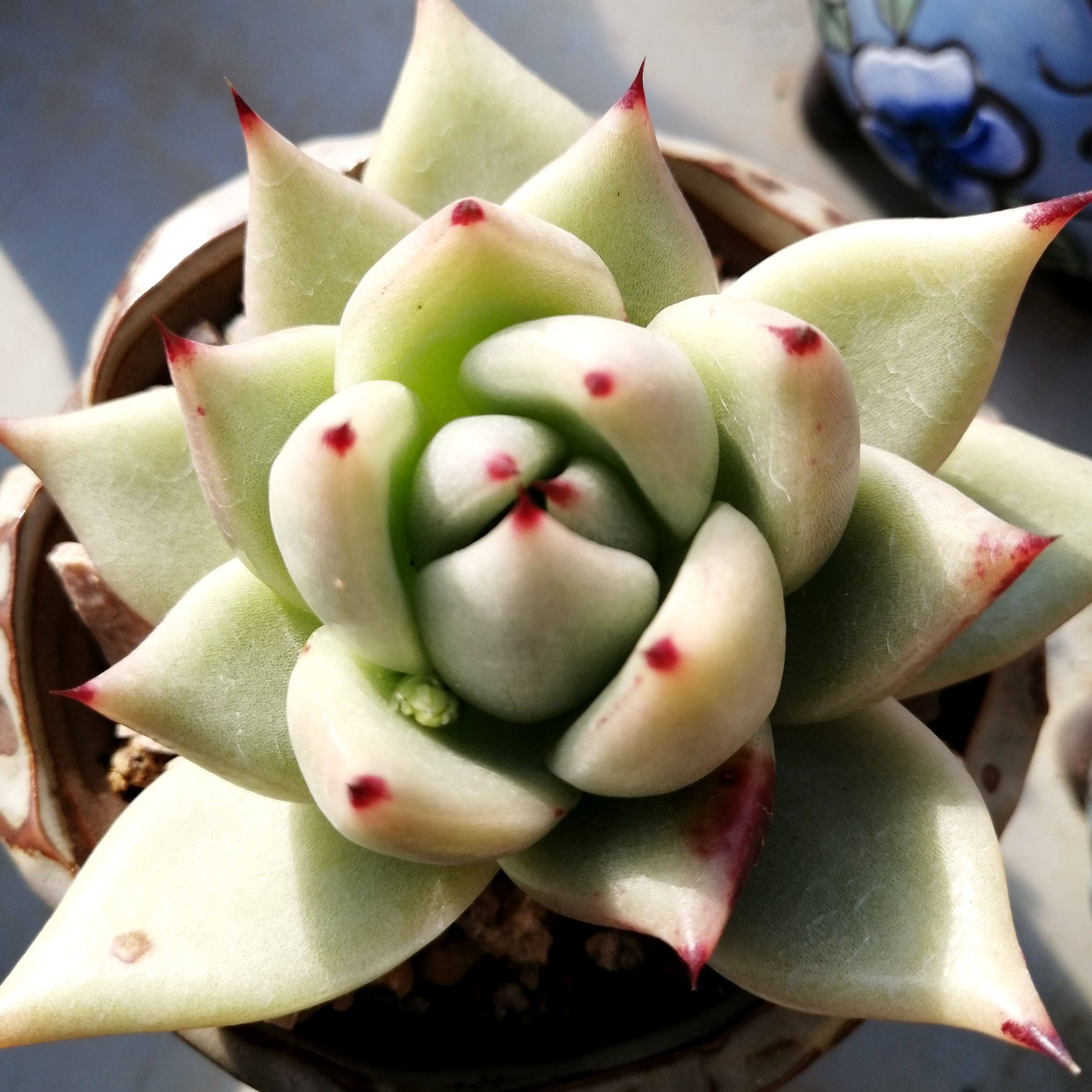 1月16日2530号迎多一物一拍直播专拍链接韩国多肉植物