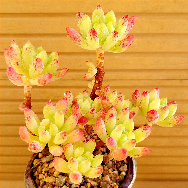 一物一拍迎多柳叶年华日本青苹果老桩清棚特价多肉植物