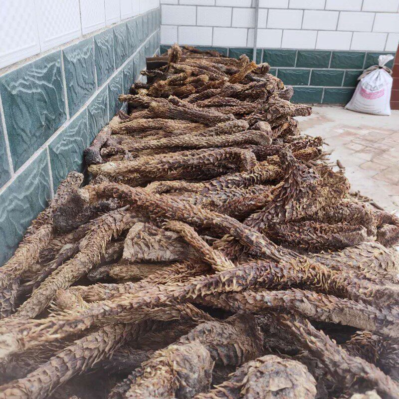 阿拉善肉苁蓉鲜干片内蒙古特级整根500g泡茶男非其他药食同源食品