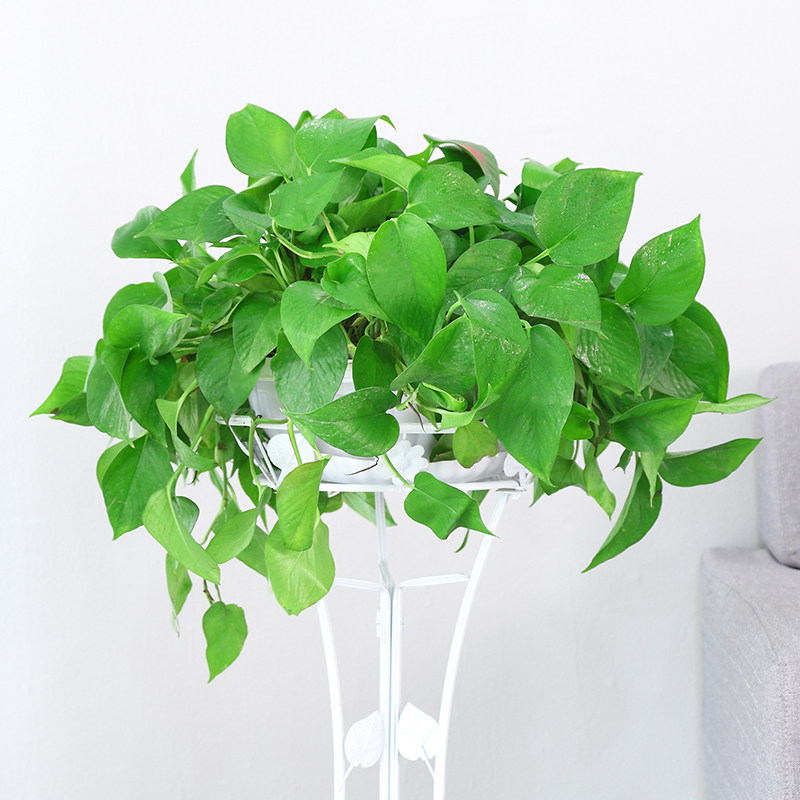绿萝长藤绿罗水培绿叶绿箩常绿叶净化空气甲醛批发绿植