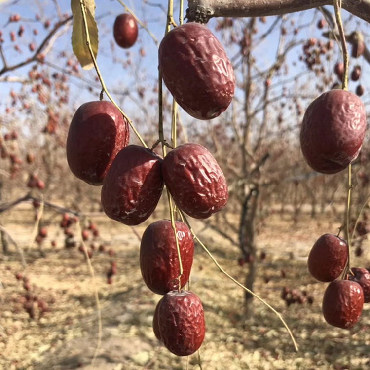 原生态吊干灰枣若羌添加带灰左右35cm整箱新枣枣类制品