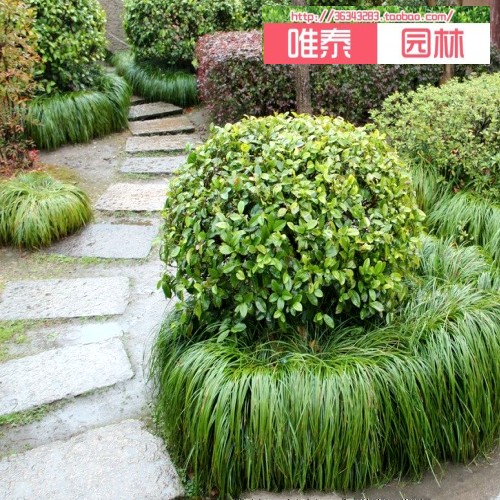 麦冬庭院绿化花坛篱笆沿边植物细叶草苗大叶绿植