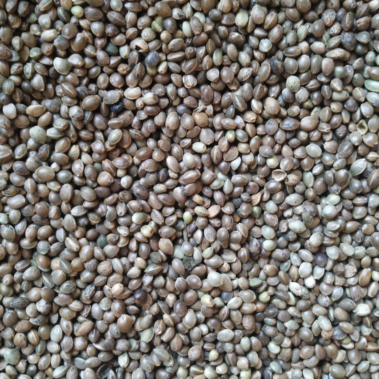 麻子鸟粮小粒鹉粮虎皮牡丹饲料鸟食鹦鹉麻籽鸟食