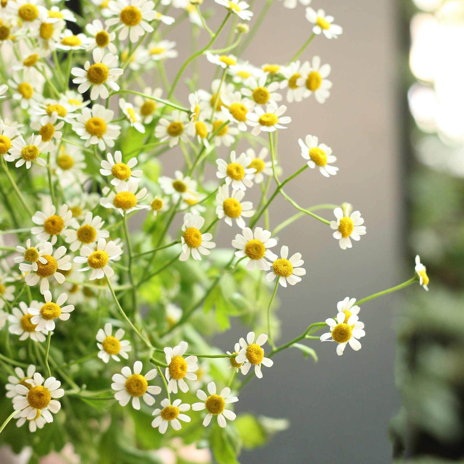 小洋甘菊鲜花云南直发直批速递同城家用水养插花束小雏菊顺丰包邮
