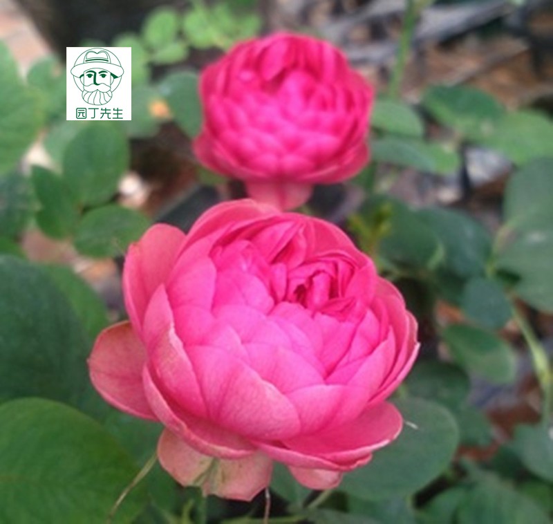 月季新品日月枫叶玫瑰莲花宝石多花直立四季花卉