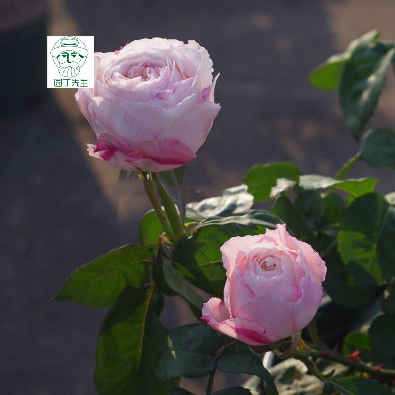 新品日本月季美空 灌木切花浓香型 抗病性好 四季勤开 奶油粉色