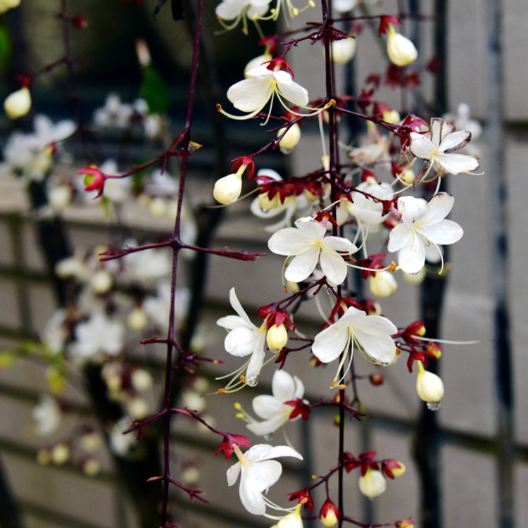 茉莉垂枝白玉玉蝴蝶泰国进口植物天冷拍下年后花卉